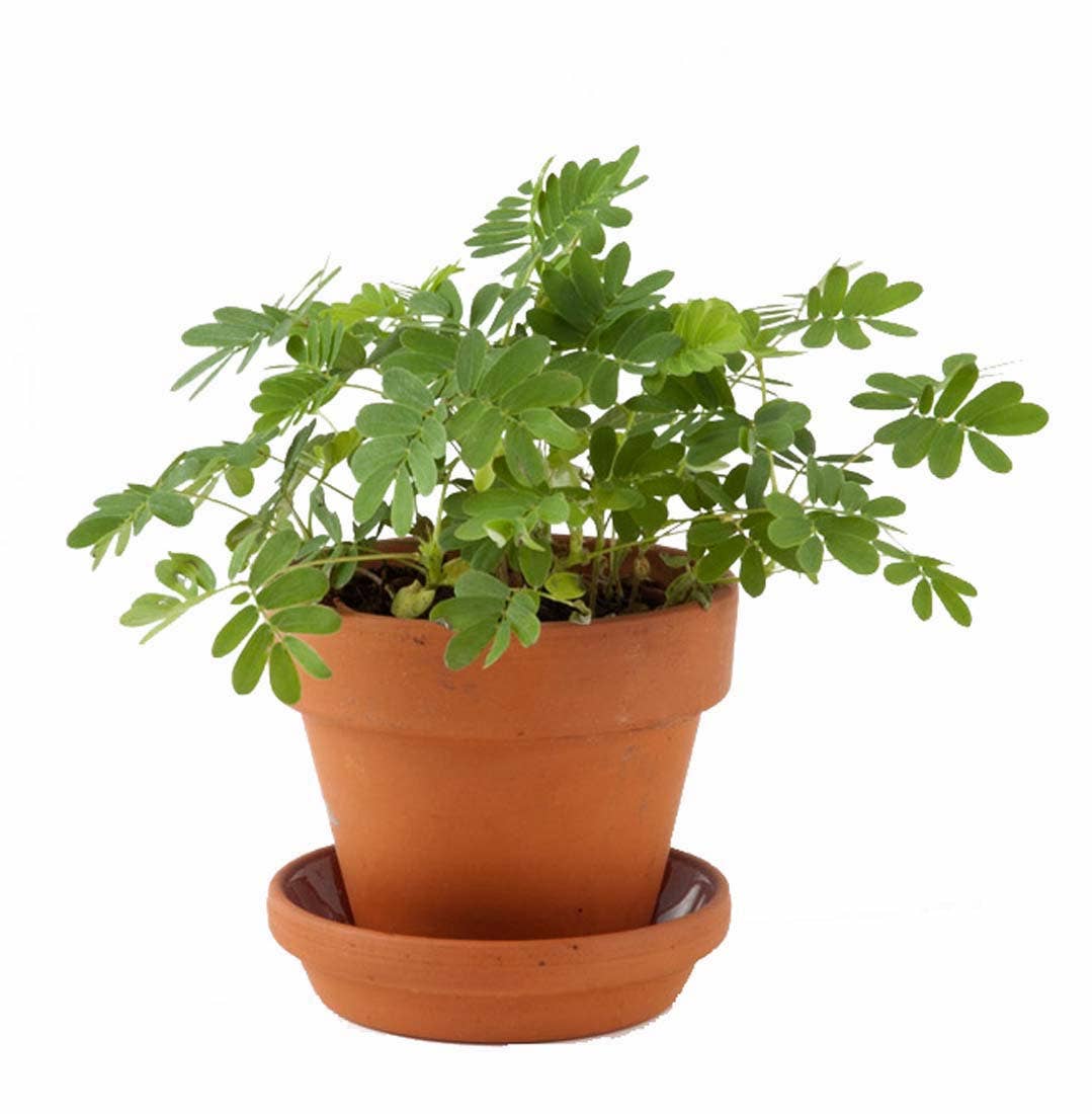 La plante chatouilleuse - Kit créatif de jardinage Enfant - myplayground