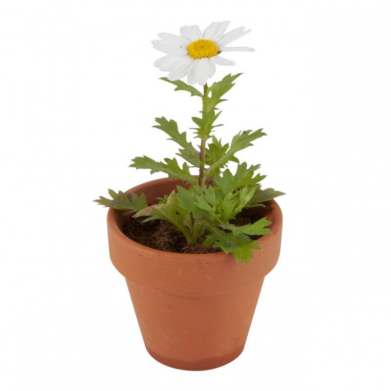 Carte nature Poussin - Pâquerettes à semer - Kit créatif de jardinage Enfant - myplayground