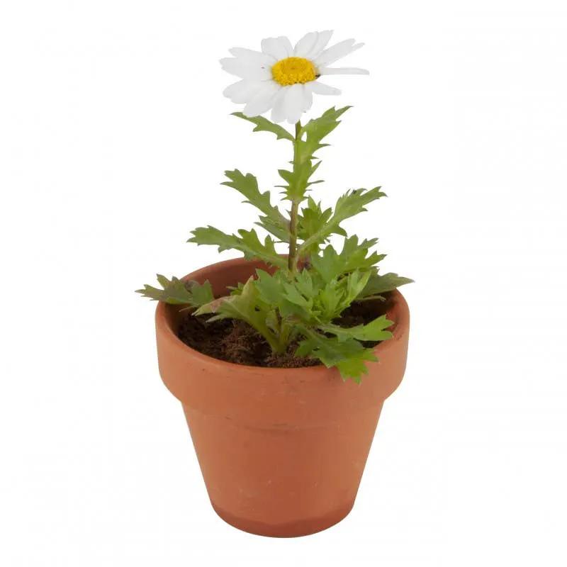 Carte nature Poussin - Pâquerettes à semer - Kit créatif de jardinage Enfant by Radis Et Capucine