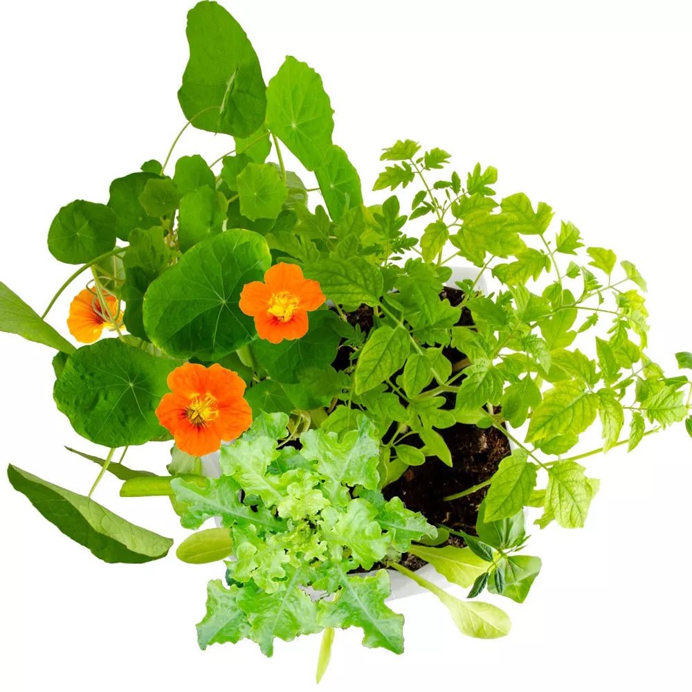 Atelier - Maxi potager - Radis et Capucine - myplayground