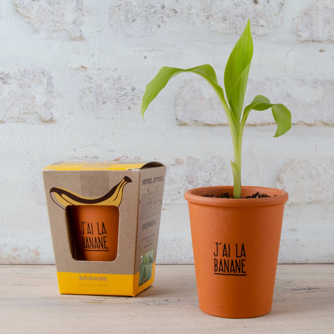 Kit message "J'ai la banane" Bananier - Kit créatif de jardinage Enfant - myplayground