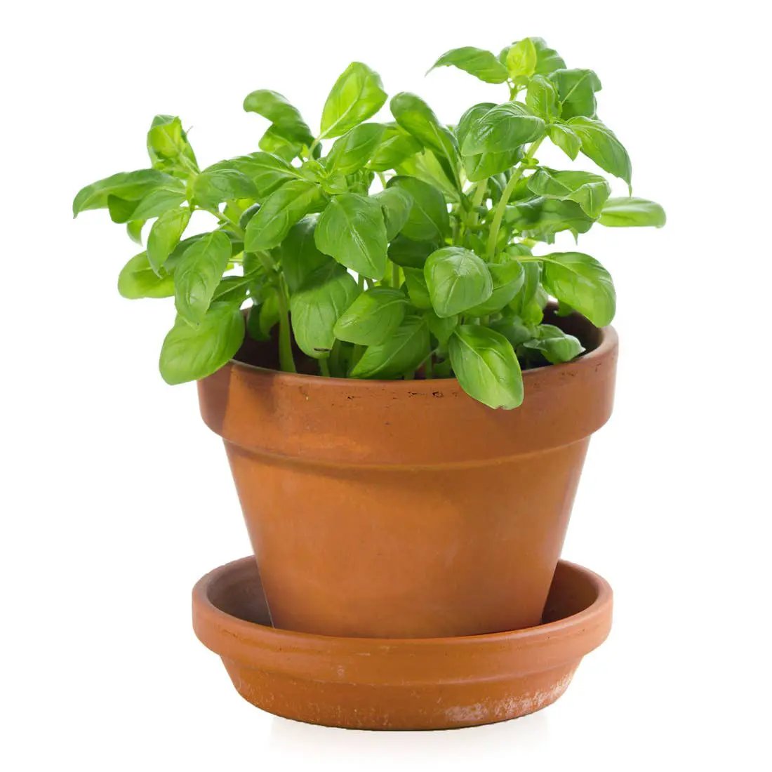 Plantes gourmandes - Basilic bio - Kit créatif de jardinage Enfant by Radis Et Capucine