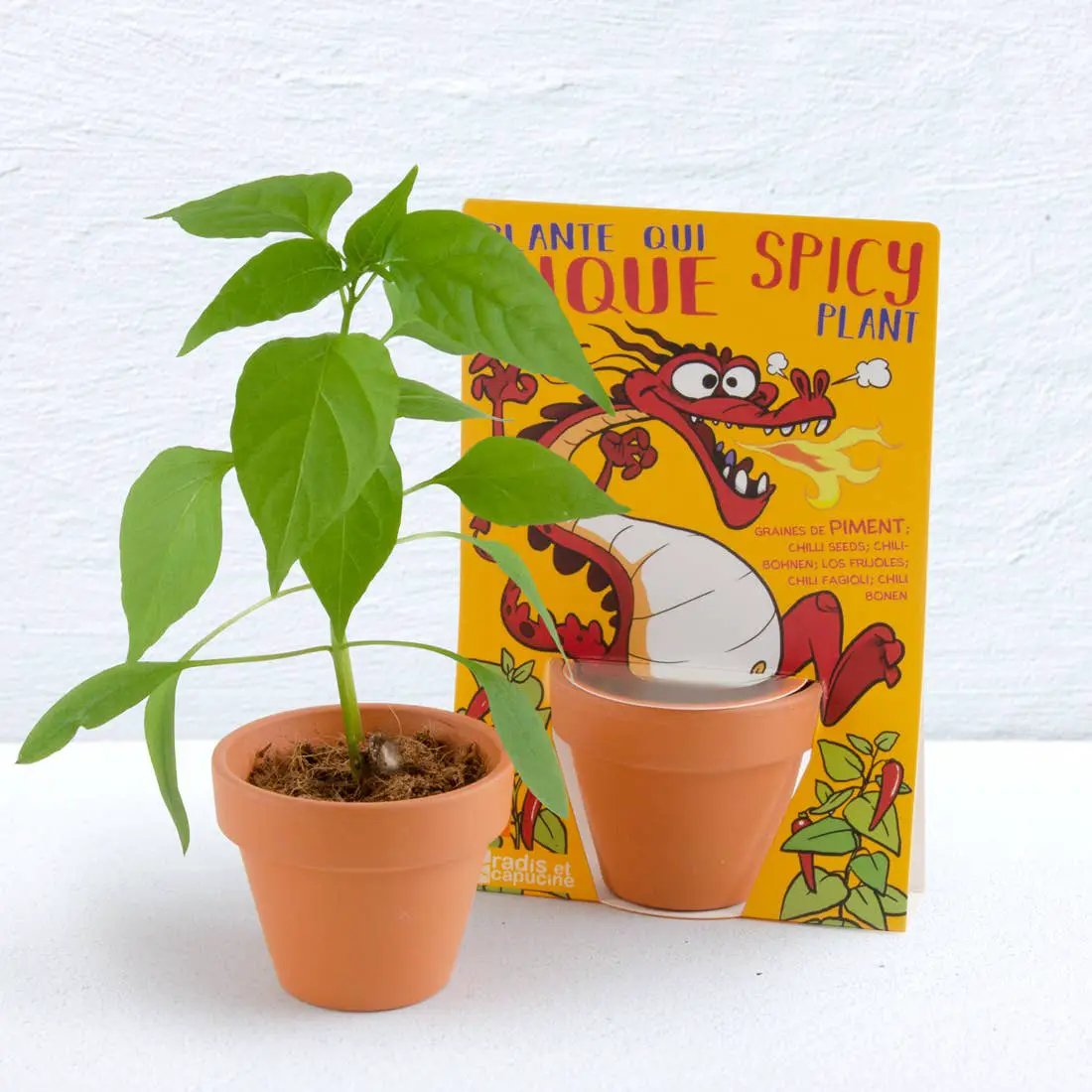 Carte nature Dragon + Piment de Cayenne - Kit créatif de jardinage Enfant by Radis Et Capucine