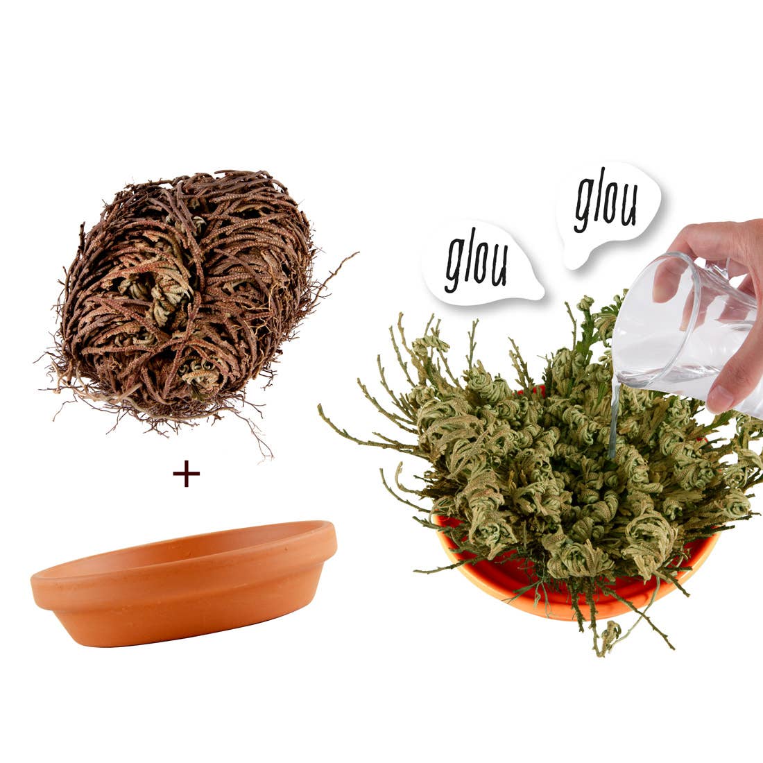 La plante éternelle - Kit créatif de jardinage Enfant by Radis Et Capucine