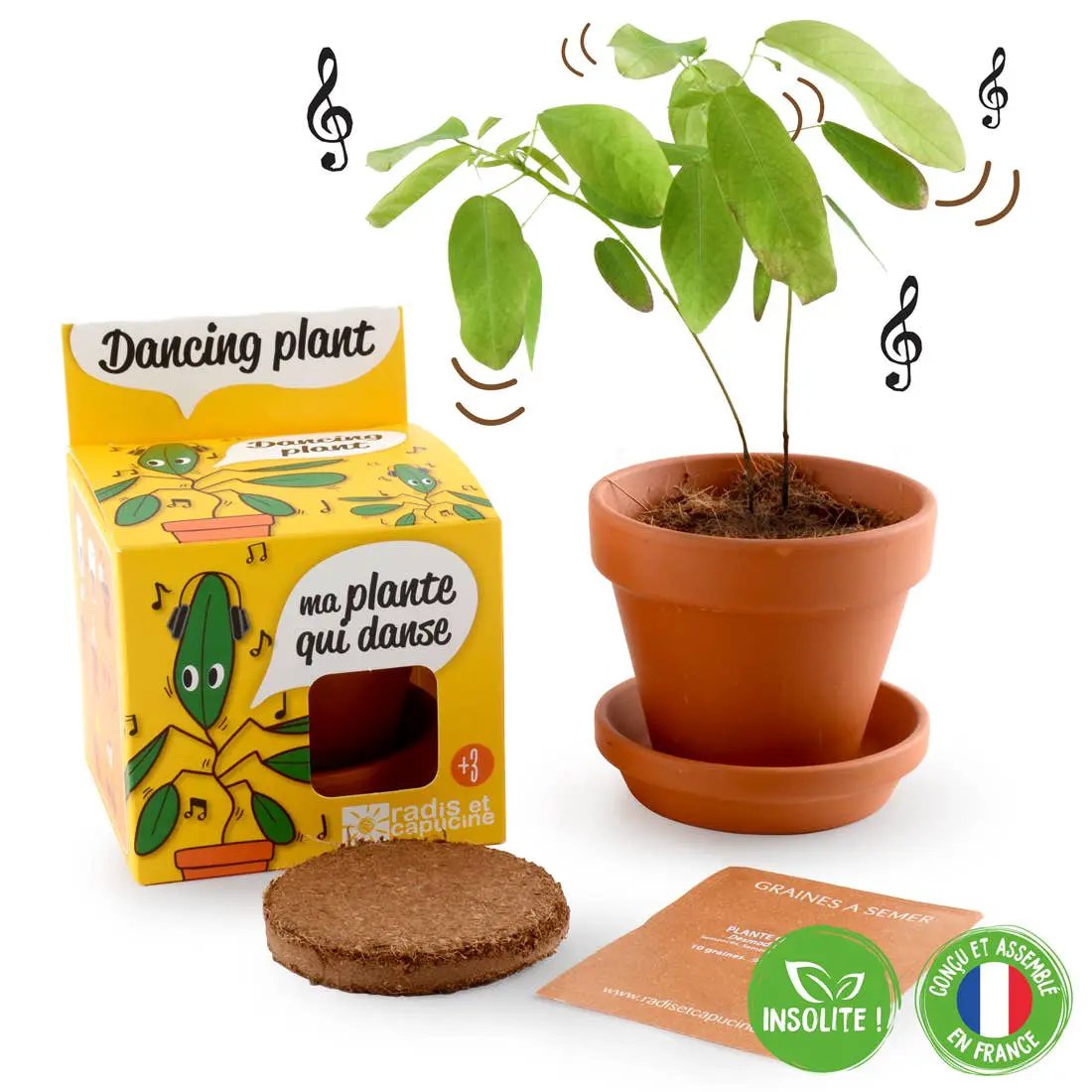 La plante qui danse - Kit créatif de jardinage Enfant by Radis Et Capucine