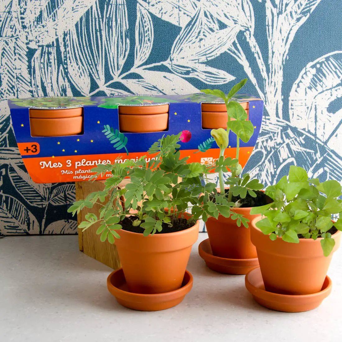 Trio 3 pots plantes magiques - Kit créatif de jardinage Enfant by Radis Et Capucine