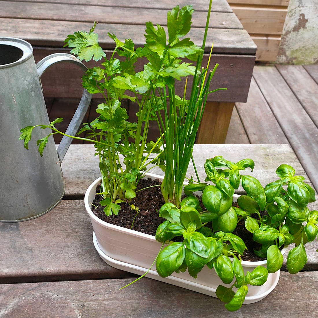 Jardinière bambou - Aromates - Kit créatif de jardinage Enfant - myplayground