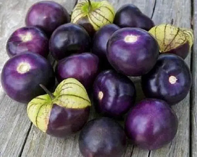 Pot Terre cuite Basalte 13cm Tomates Violettes - Radis et Capucine by Radis Et Capucine