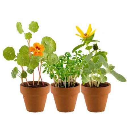 Kit DIY - Mini serre plastique recyclé mon premier jardin - Kit créatif de jardinage Enfant by Radis Et Capucine