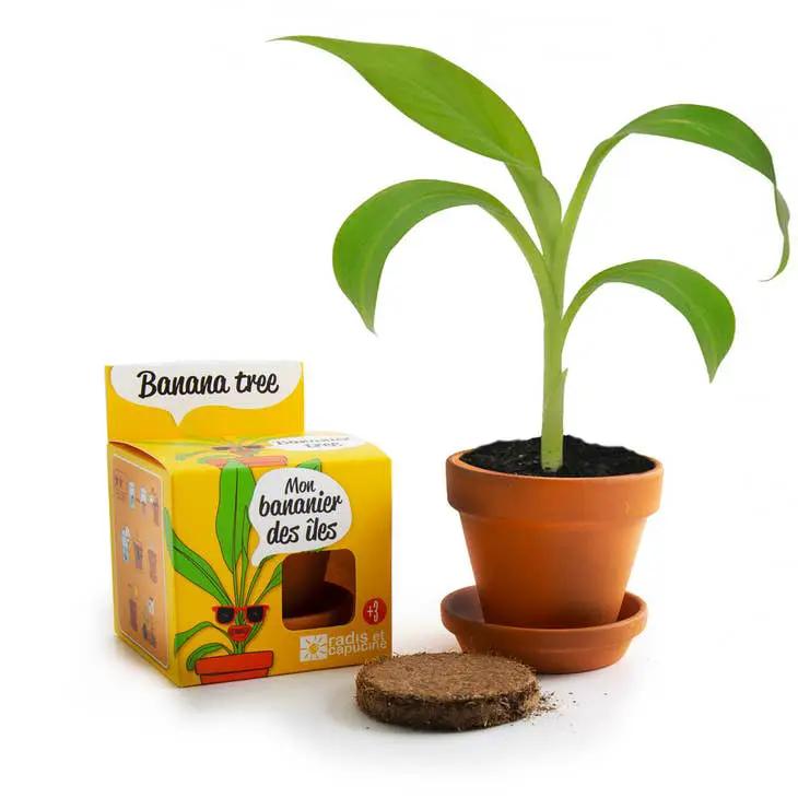 Graines de Bananier en pot de culture - Kit créatif de jardinage Enfant by Radis Et Capucine