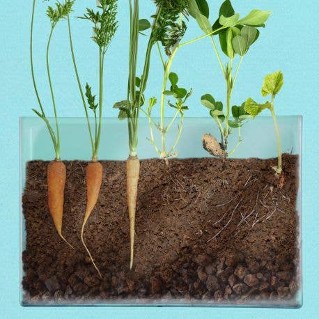 Vivarium Observation des racines - Kit créatif de jardinage Enfant  Radis Et Capucine Vivarium Observation des racines - Kit créatif de jardinage Enfant myplayground