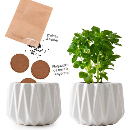 Pot origami - Petit modèle basilic bio - Kit créatif de jardinage Enfant