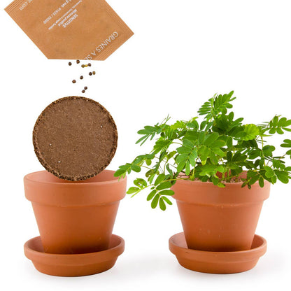 La plante chatouilleuse - Kit créatif de jardinage Enfant