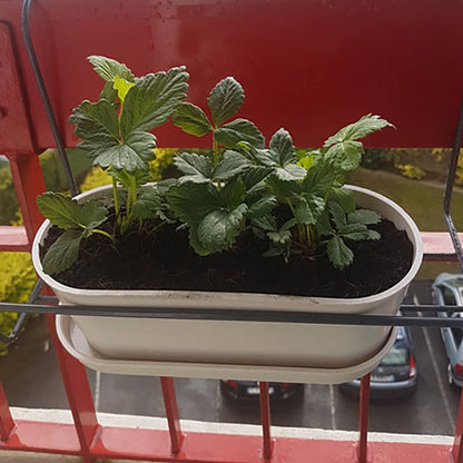 Jardinière Bambou -  Fraisier - Kit créatif de jardinage Enfant