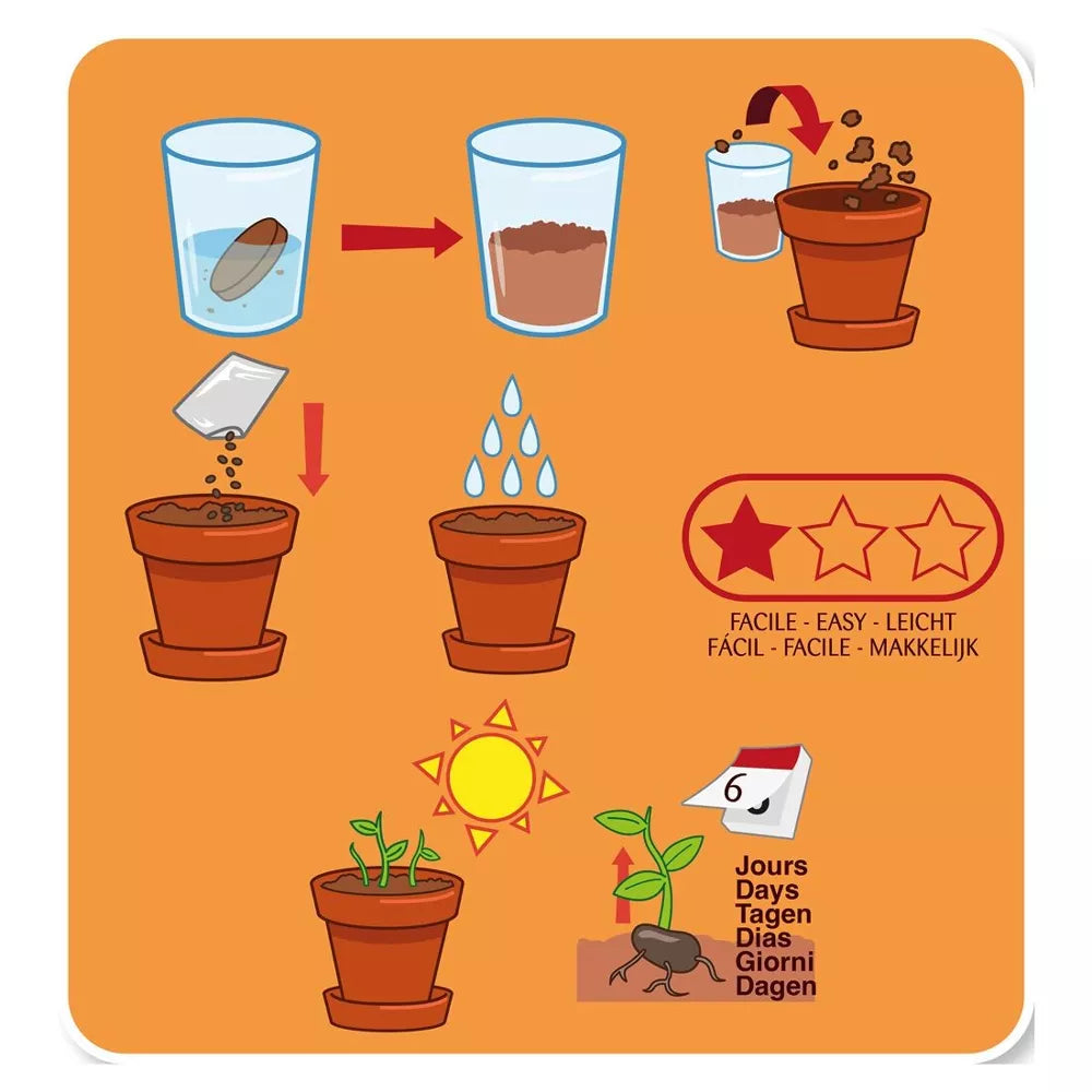 Haricot géant - Plantes extraordinaires - Radis et Capucine jardinage Radis Et Capucine Haricot géant - Plantes extraordinaires - Radis et Capucine myplayground