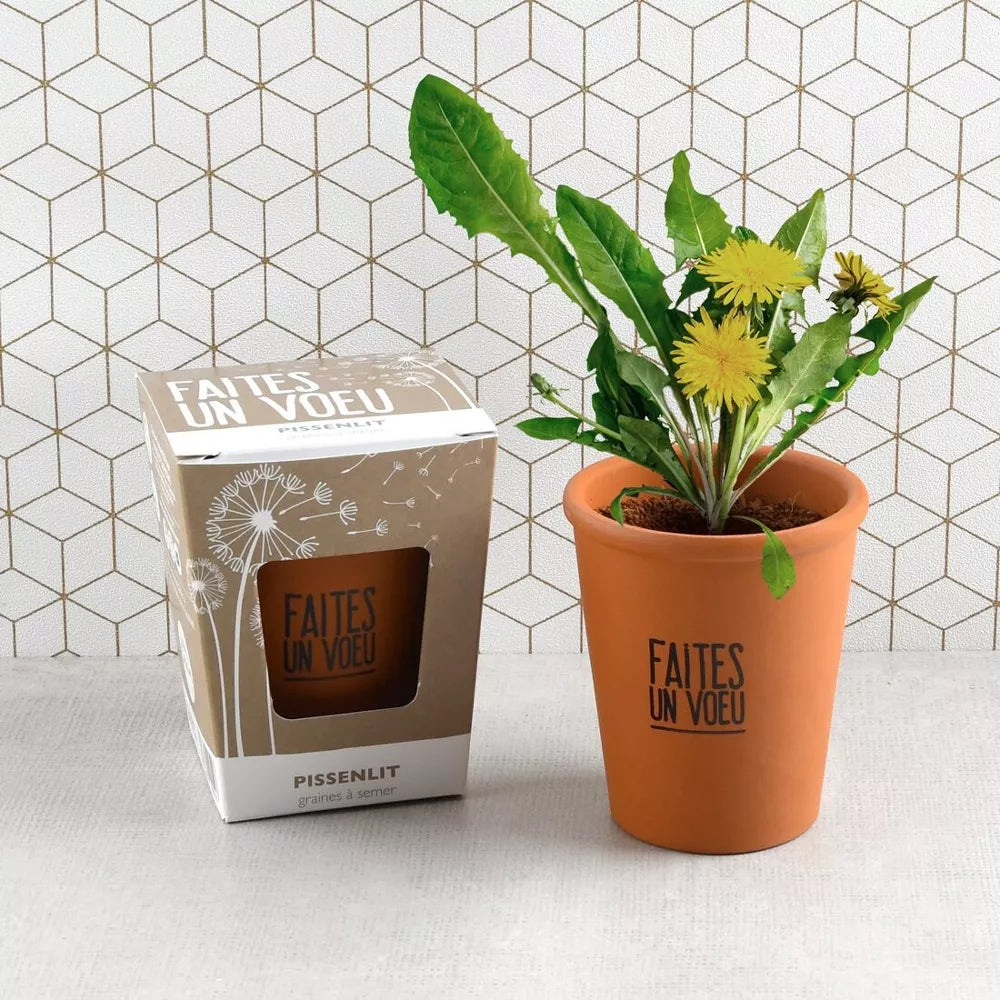 Kit message "Faites un voeu" - Pissenlit - Radis et Capucine jardinage Radis Et Capucine Kit message "Faites un voeu" - Pissenlit - Radis et Capucine myplayground