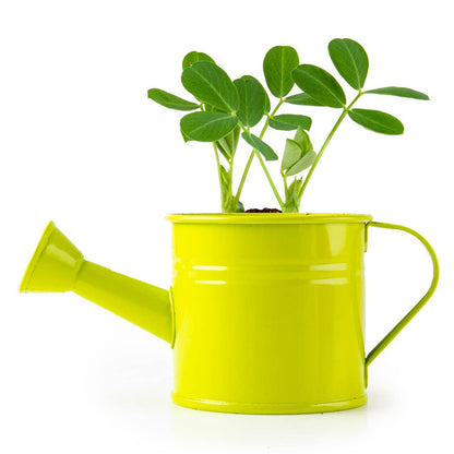 Kit pour apprendre à jardiner cacahuètes - Kit créatif de jardinage Enfant