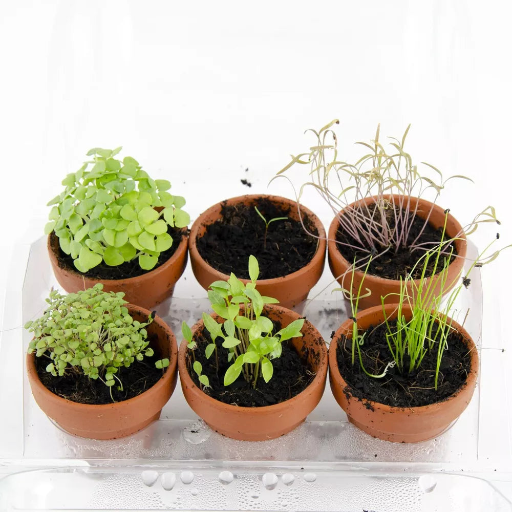 Mini serre de jardinage aromatiques à semer - Radis et Capucine jardinage Radis Et Capucine Mini serre de jardinage aromatiques à semer - Radis et Capucine myplayground