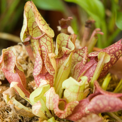 La plante carnivore - Kit créatif de jardinage Enfant