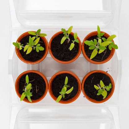 Serre 6 pots - Tomate bio - Kit créatif de jardinage Enfant