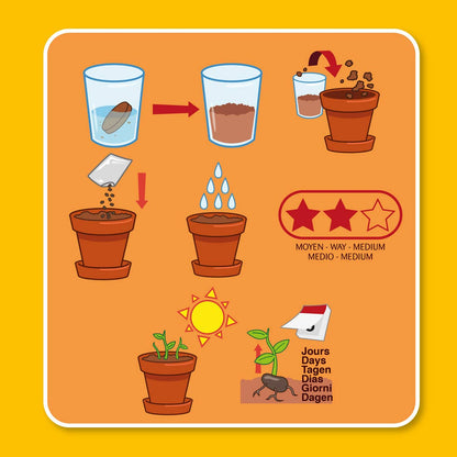 La plante qui danse - Kit créatif de jardinage Enfant