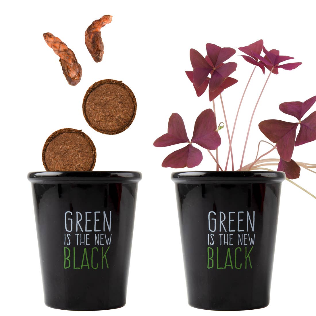 Gamme black - Trèfle pourpre - Kit créatif de jardinage Enfant  Radis Et Capucine Gamme black - Trèfle pourpre - Kit créatif de jardinage Enfant myplayground