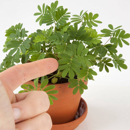 La plante chatouilleuse - Kit créatif de jardinage Enfant