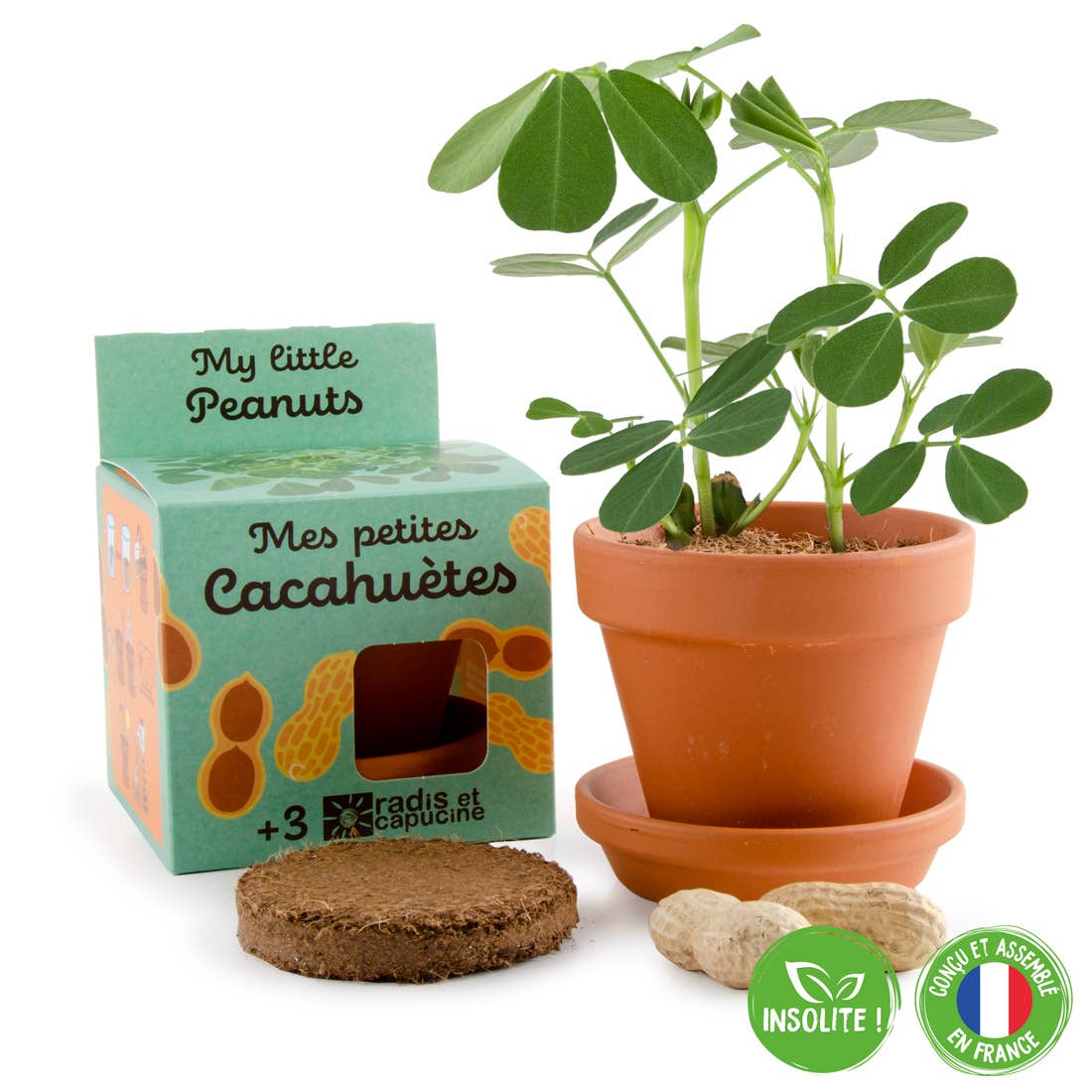 Plantes gourmandes - Cacahuète - Kit créatif de jardinage Enfant  Radis Et Capucine Plantes gourmandes - Cacahuète - Kit créatif de jardinage Enfant myplayground