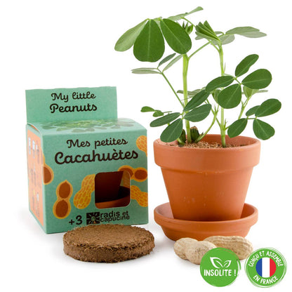 Plantes gourmandes - Cacahuète - Kit créatif de jardinage Enfant