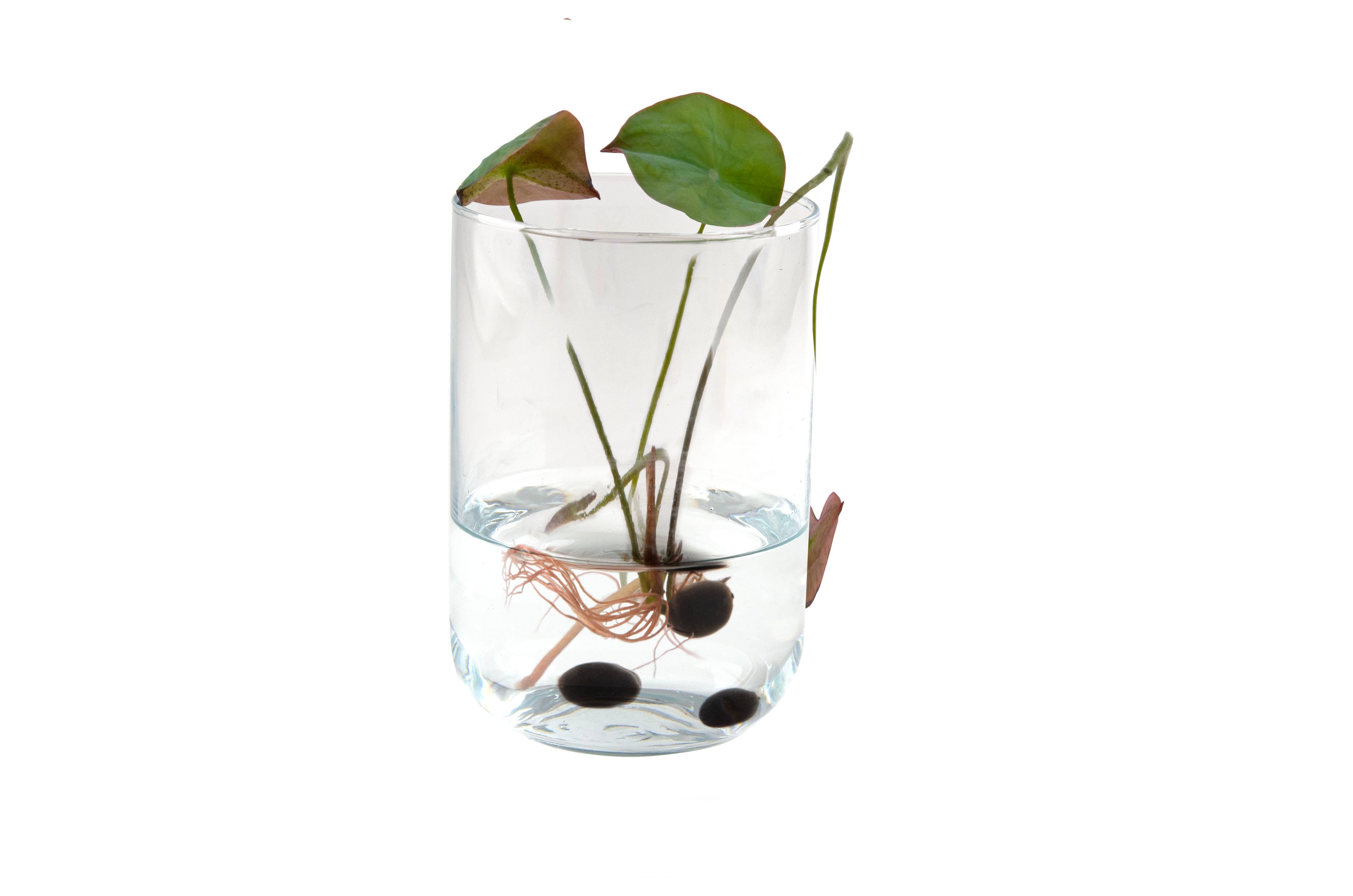 NOUVEAUTÉ - Kit Lotus à faire pousser - Kit créatif de jardinage  Radis Et Capucine NOUVEAUTÉ - Kit Lotus à faire pousser - Kit créatif de jardinage myplayground