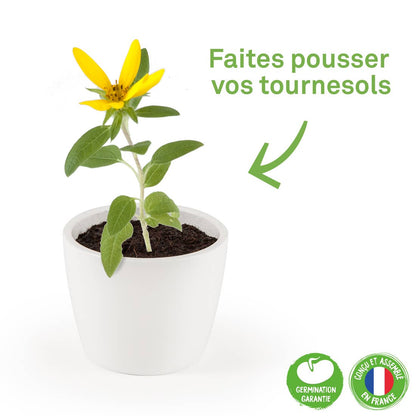Pot blanc - Tournesol bio - Kit créatif de jardinage Enfant