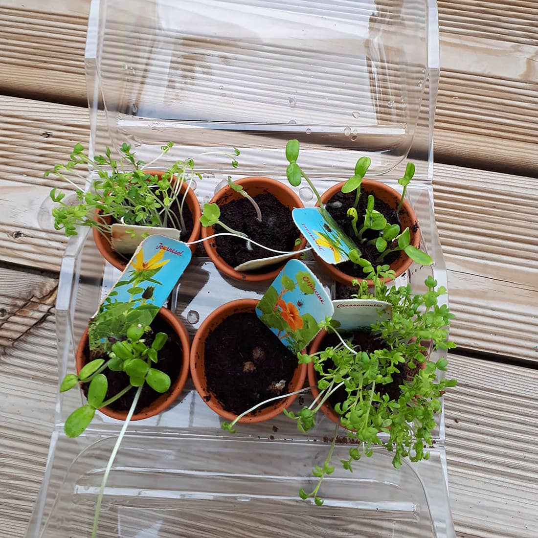 Serre plastique recyclé - Mon premier jardin - Kit créatif de jardinage Enfant  Radis Et Capucine Serre plastique recyclé - Mon premier jardin - Kit créatif de jardinage Enfant myplayground