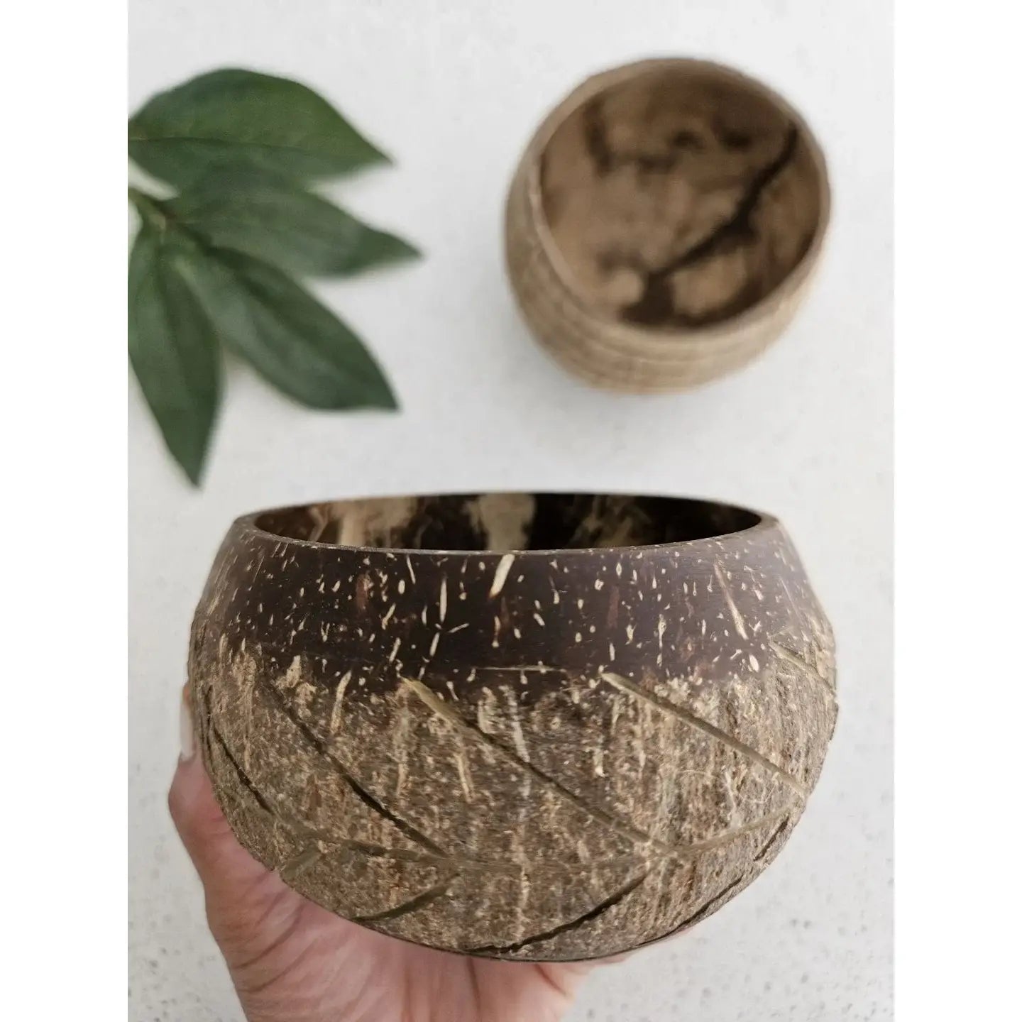 Bol à noix de coco à motif d'arêtes  QToys USA Bol à noix de coco à motif d'arêtes myplayground