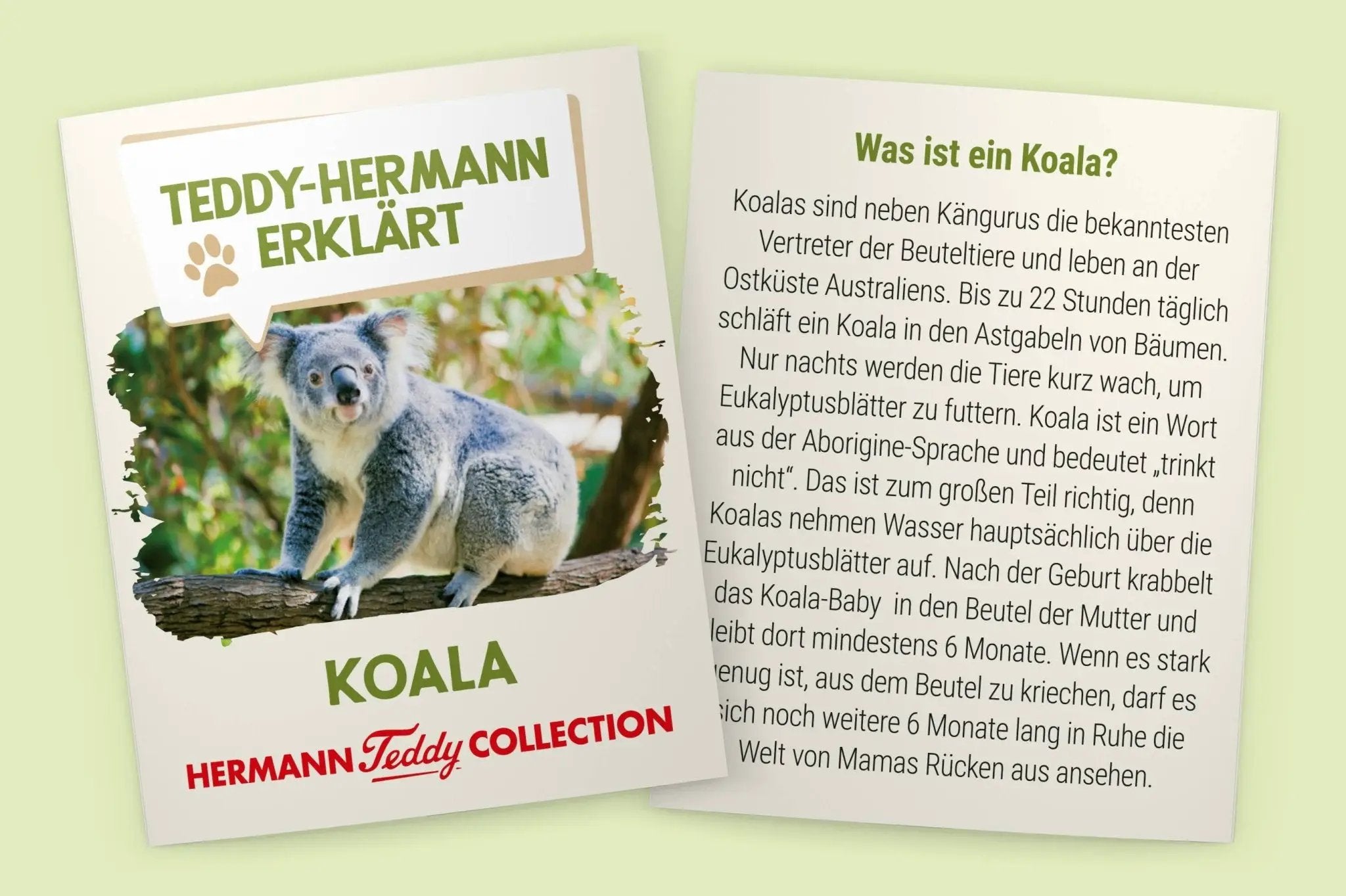 Koala 21 cm - peluche - peluche by Teddy Hermann