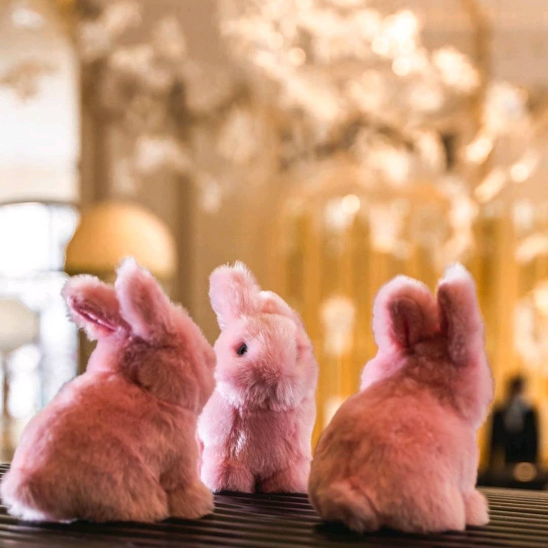 Ma peluche Lapin Léon - La Pelucherie - myplayground