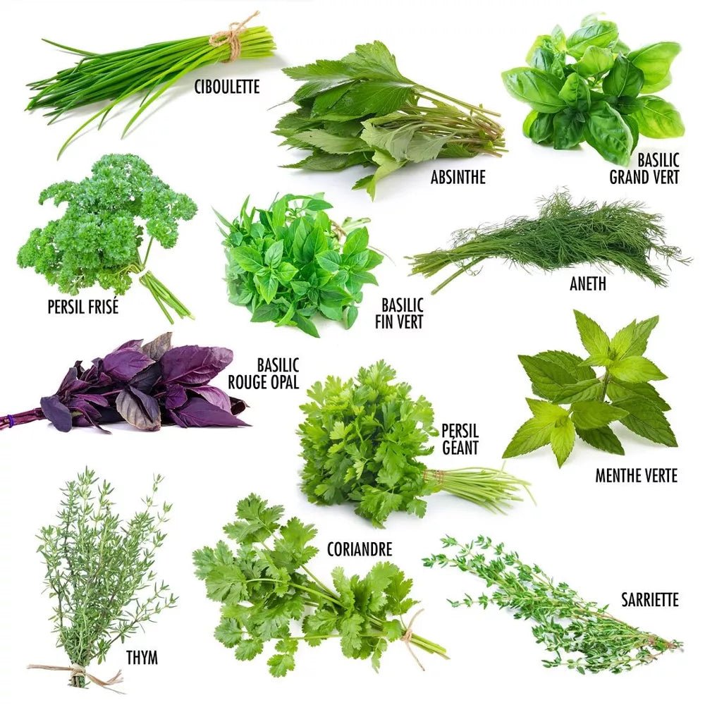 Enveloppe de 12 sachets - Aromates - myplayground