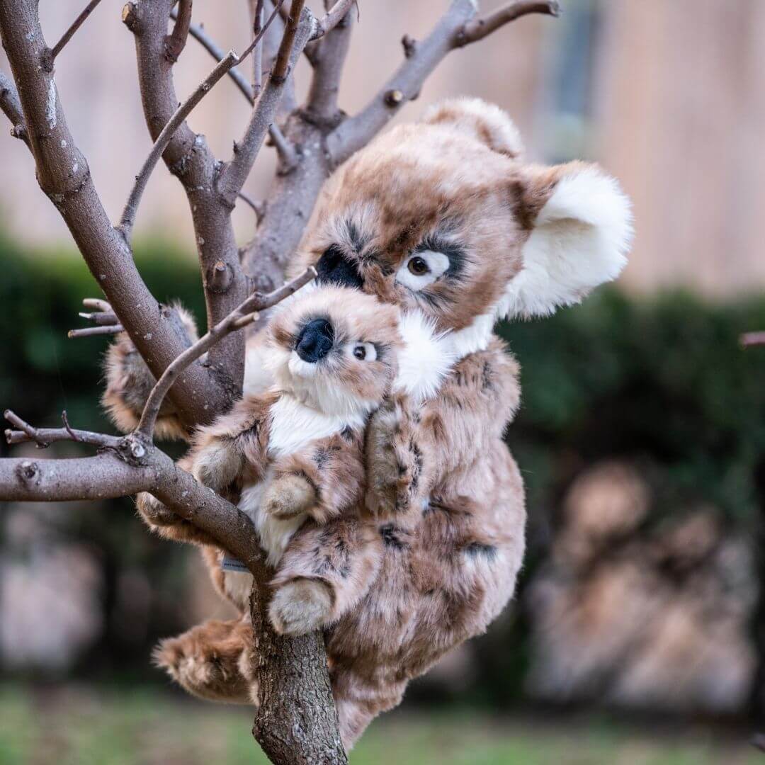 Ma peluche Koala Félicien - La Pelucherie - myplayground