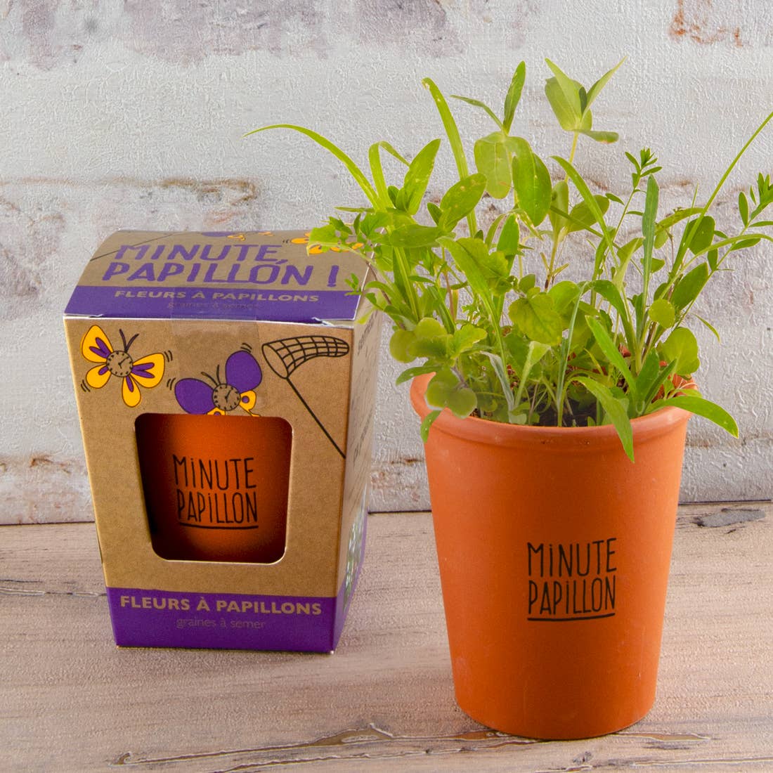 Kit message "Minute Papillon" - Fleurs papillons - Kit créatif de jardinage Enfant - myplayground