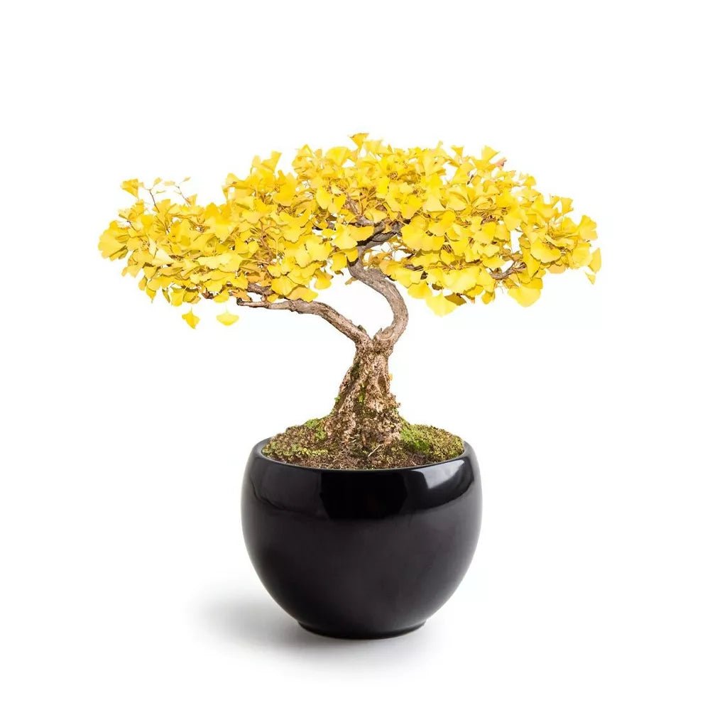 Kit Bonsaï Ginkgo - Radis et Capucine - myplayground