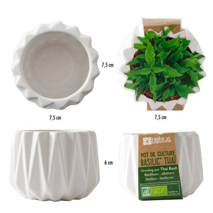Pot origami - Petit Modèle Basilic Thaï - Kit créatif de jardinage Enfant