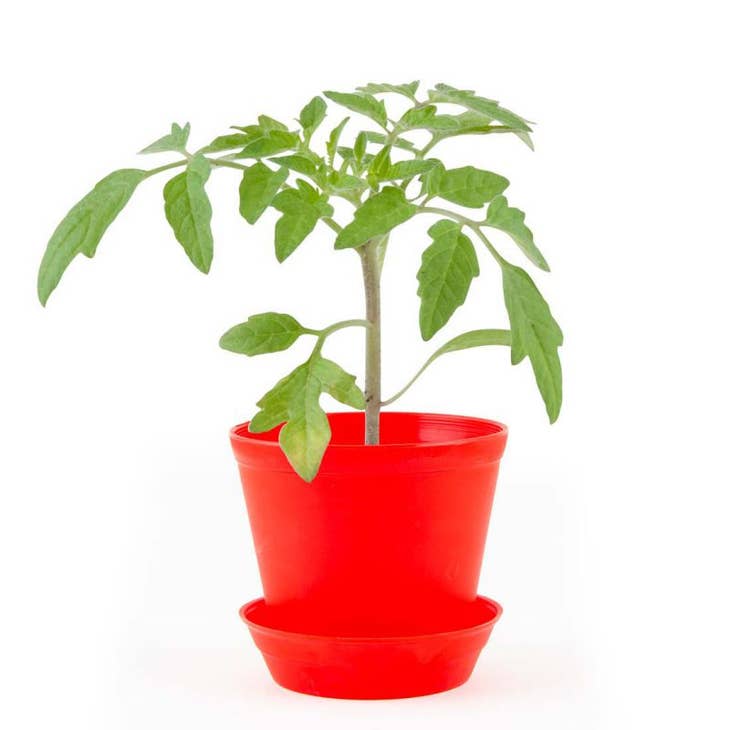 Pot Cloche - Tomate cerise bio - Kit créatif de jardinage Enfant Kit DIY Radis Et Capucine  myplayground