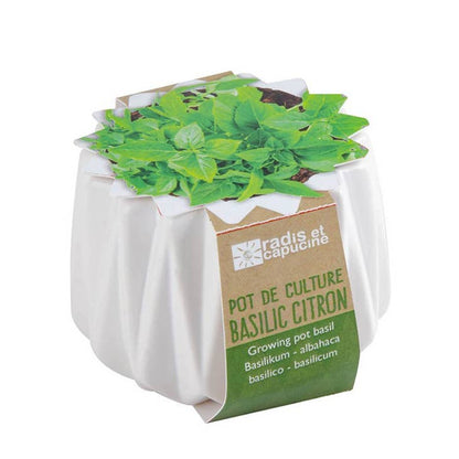 Pot origami - Petit Modèle Basilic Thaï - Kit créatif de jardinage Enfant